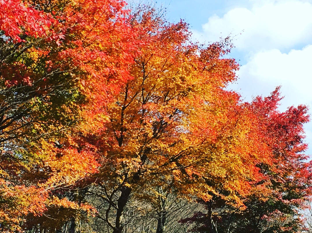 Jurigi Highlands-裾野市必去景点