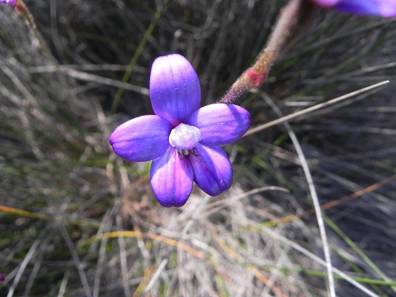 Australian Wildflower Tours景点图片