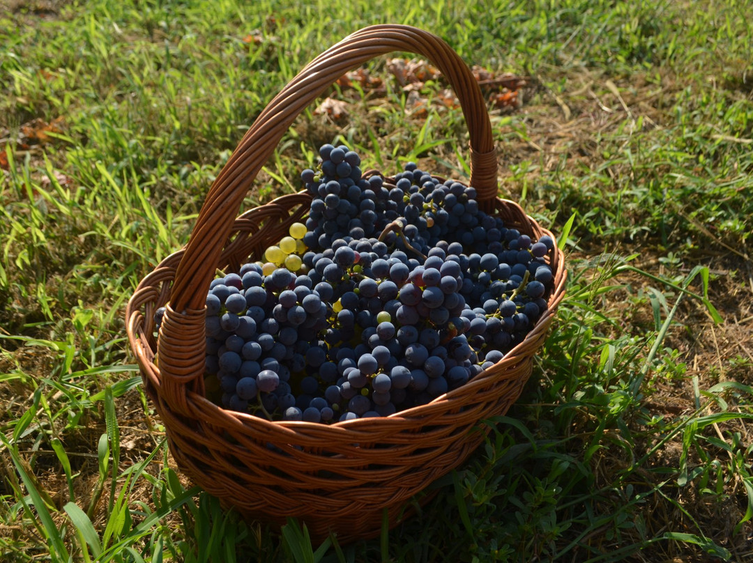 Provic Winery景点图片
