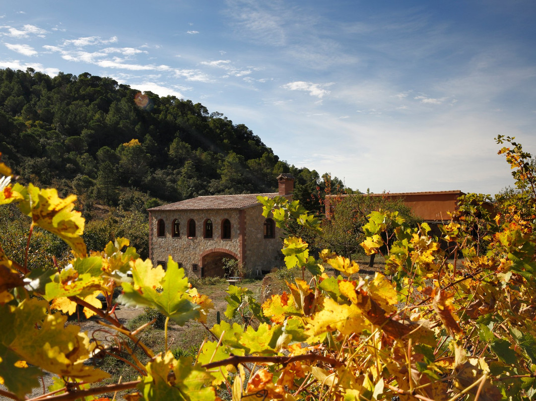Celler Mas del Boto景点图片