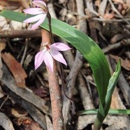 Cobra Killuc Wildlife Reserve-Mortlake必去景点