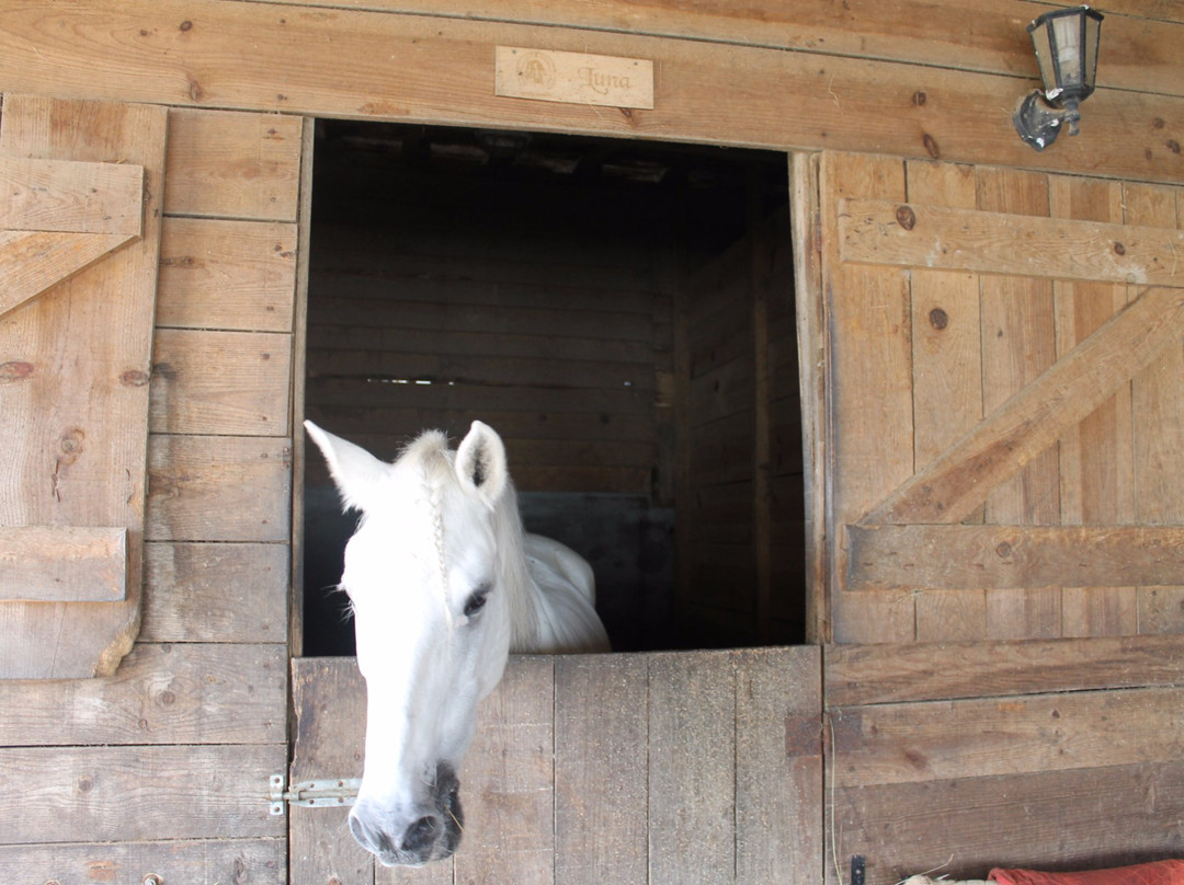 School Horses Centro de Equitacao de Valadares-Valadares必去景点