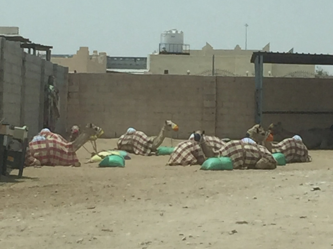 Al Shahaniya Racetrack-Ash-Shahaniyah必去景点