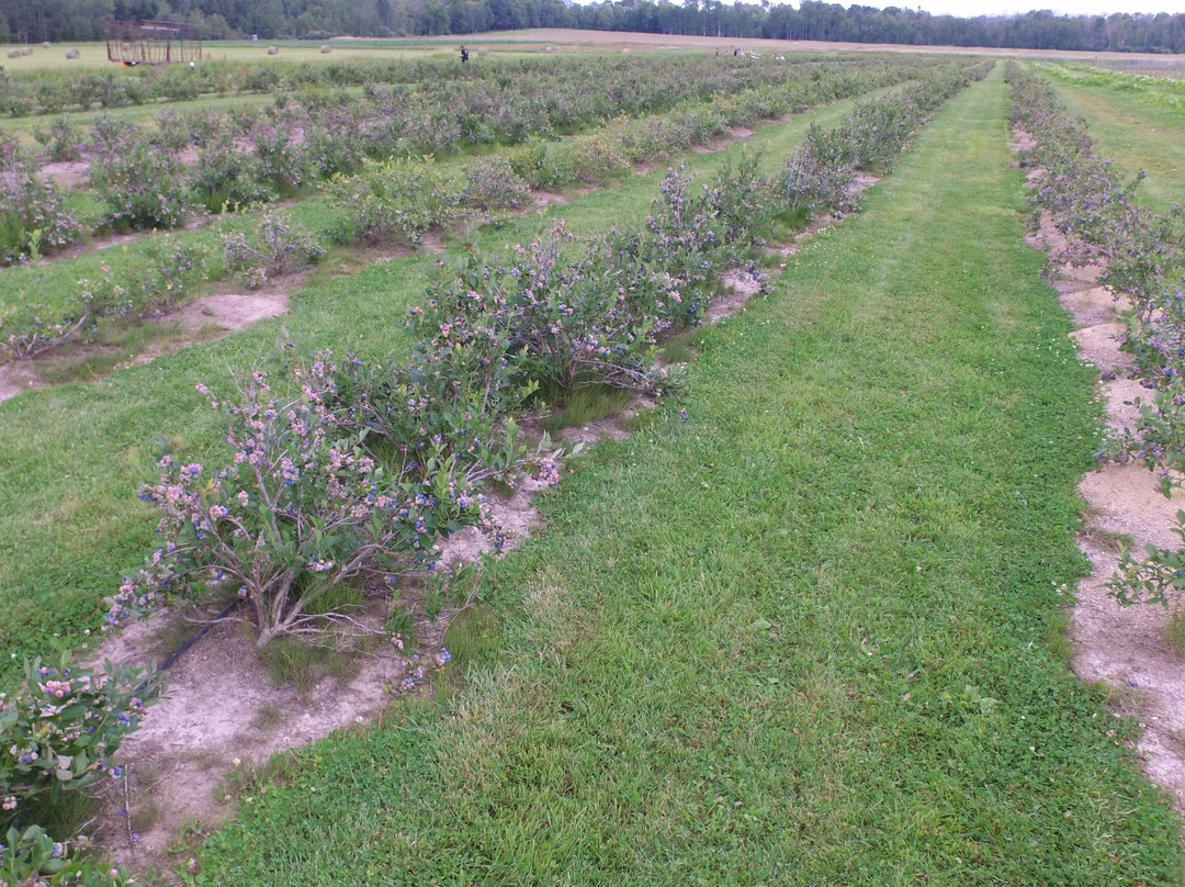 Border Country Berries-Sault Ste. Marie必去景点