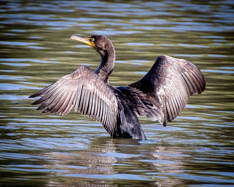 Anne Springs Close Greenway-米尔堡必去景点