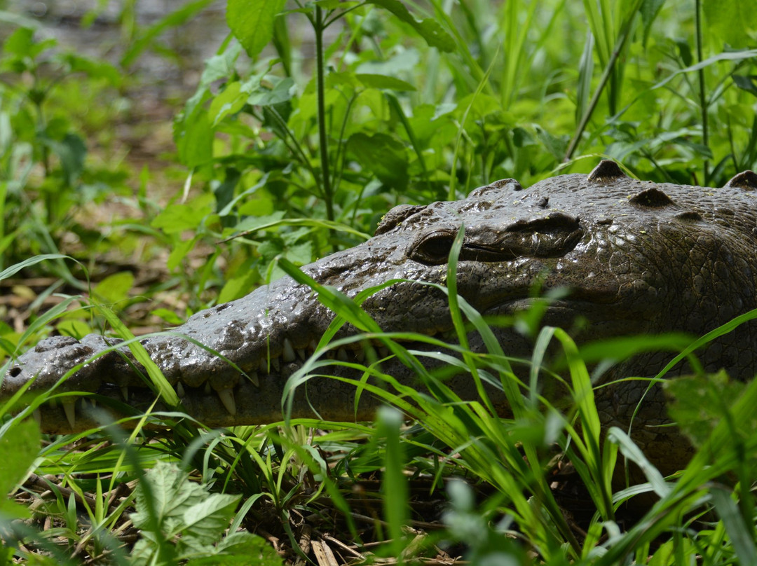 Croclandia & The American Crocodile Sanctuary景点图片