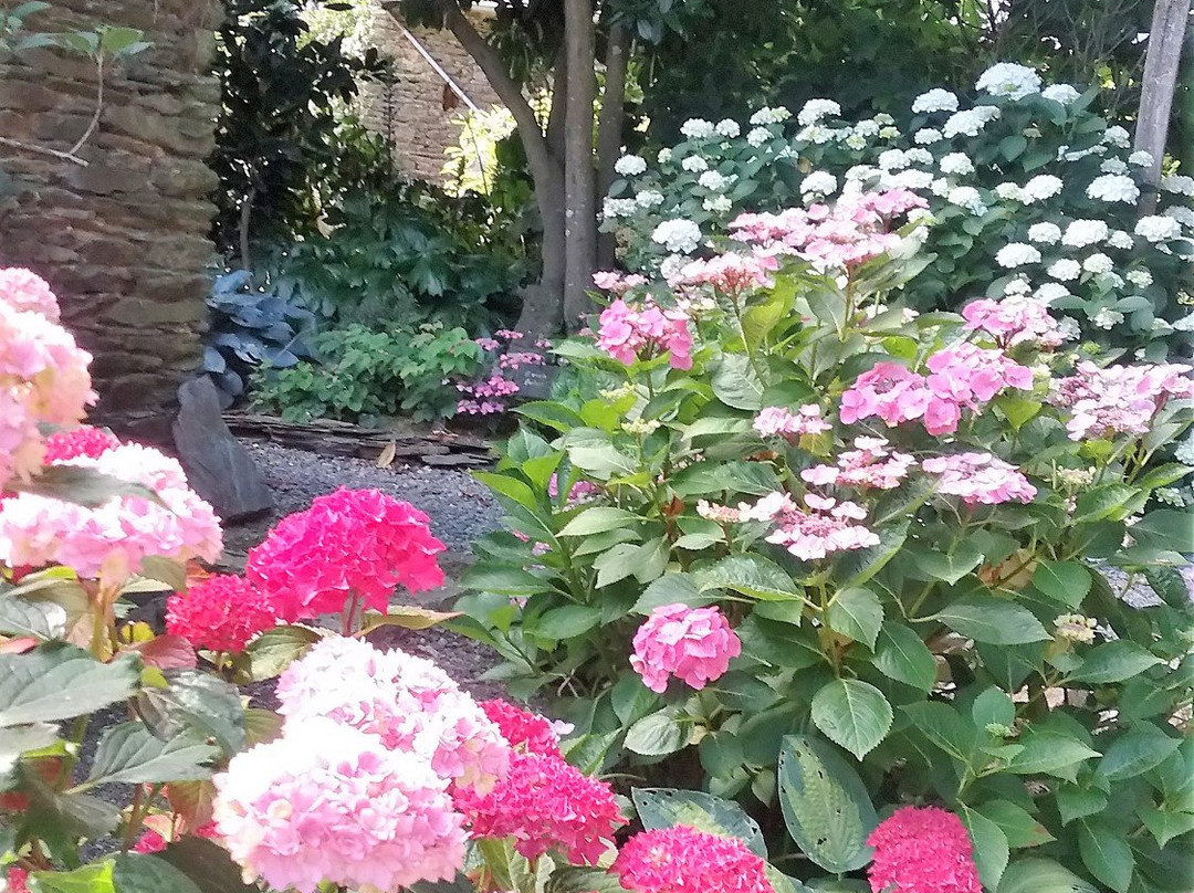 Les Hortensias du Haut Bois景点图片