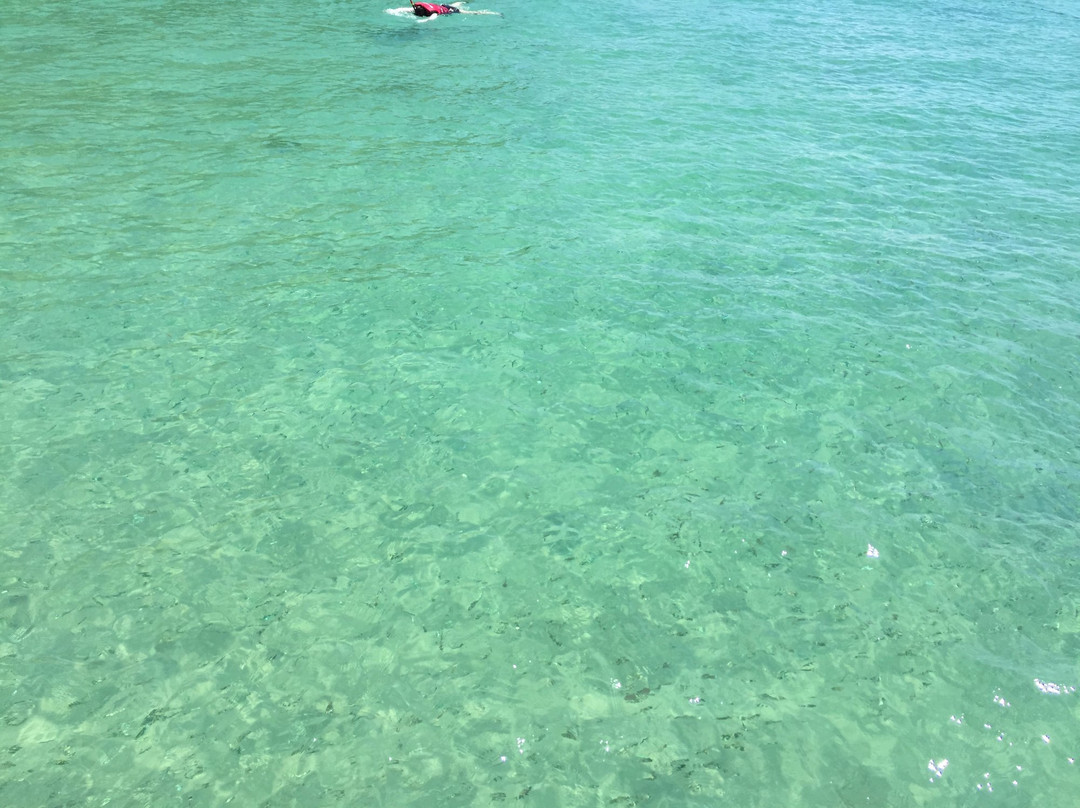 Coral Flyer景点图片