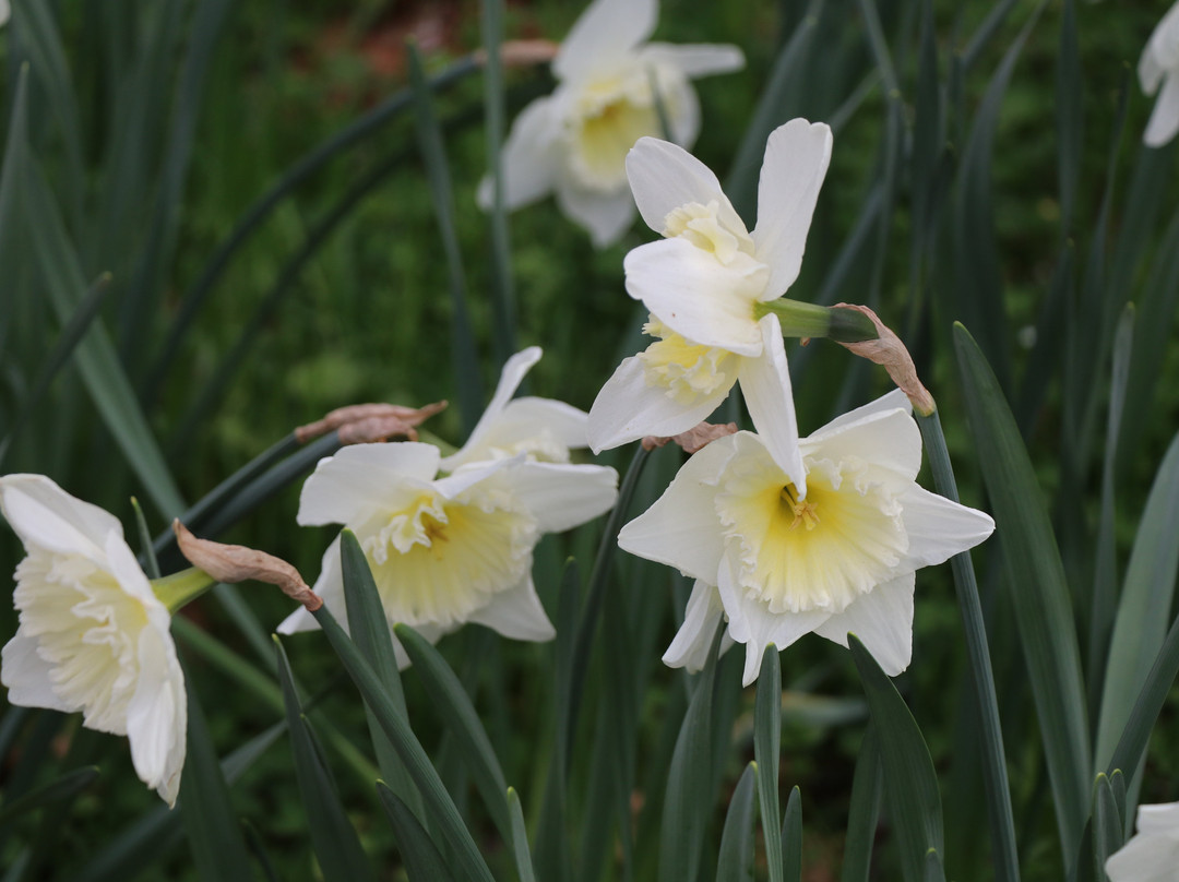 McLaughlin's Daffodil Hill景点图片