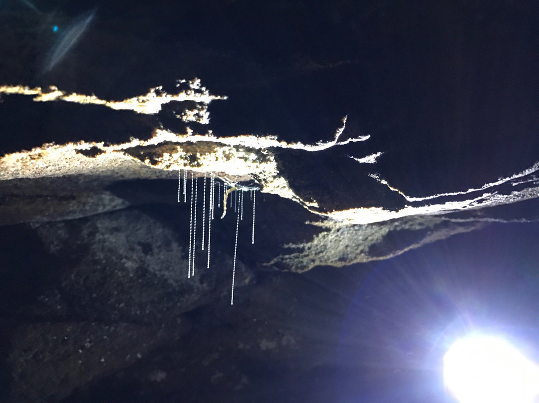 Blue Mountains Glow Worm Tours景点图片