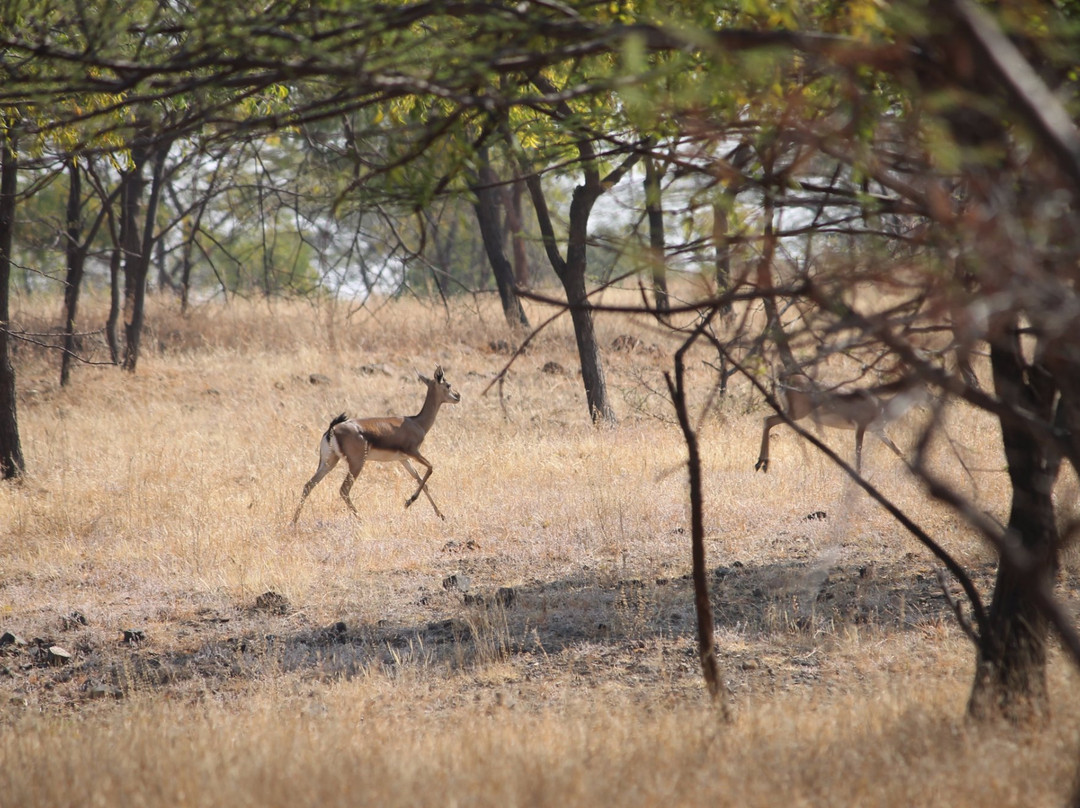 Mayureshwar Wildlife Sanctuary景点图片