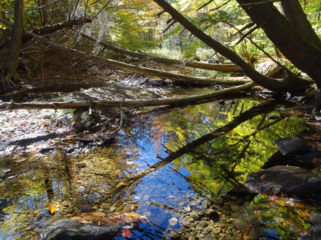 Gifford Woods State Park-基灵顿必去景点