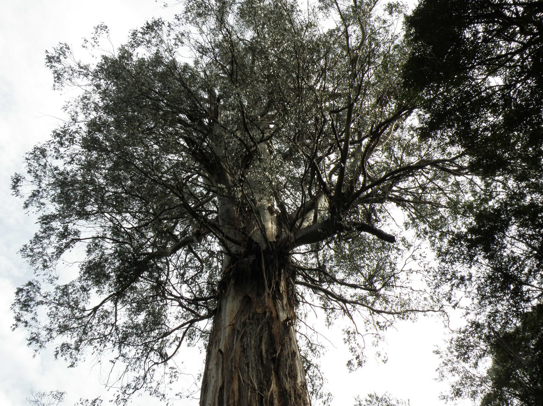 Piedmont旅游景点-Ada Tree