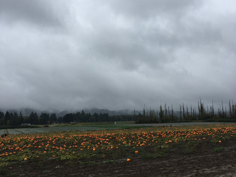The Maize at The Pumpkin Patch-波特兰必去景点