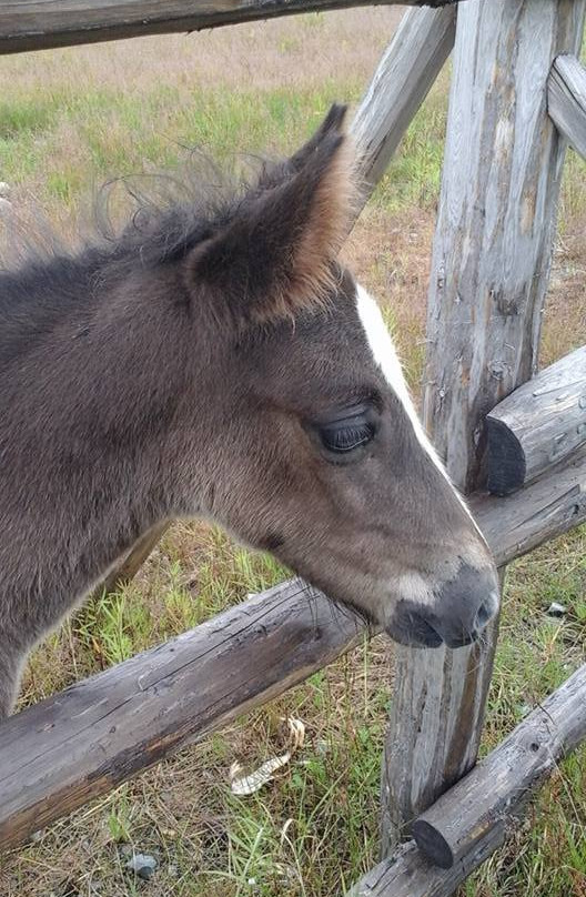 Change Islands Newfoundland Pony Refuge-Change Islands必去景点