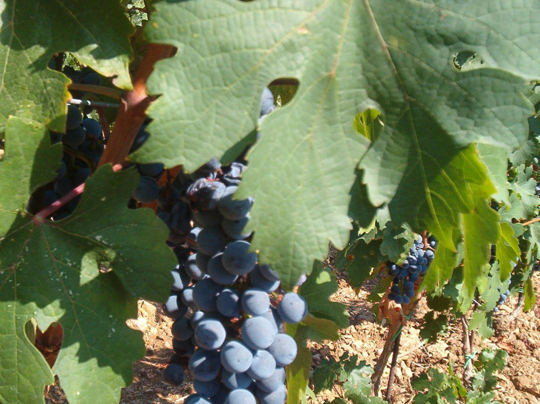 Azienda Agricola Giomi Zannoni景点图片