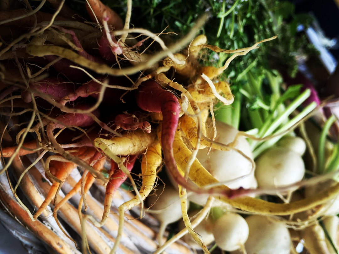 拉斐特餐馆和美食-Bistro 501