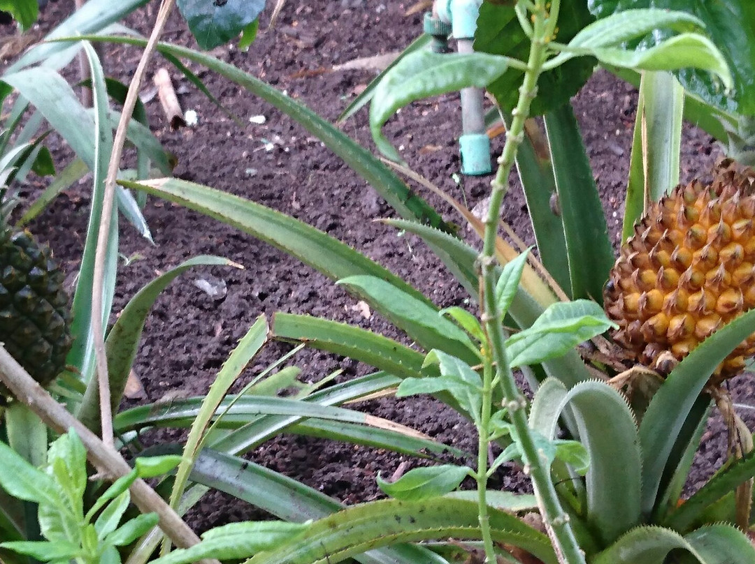 Selva Viva-圣地亚哥必去景点