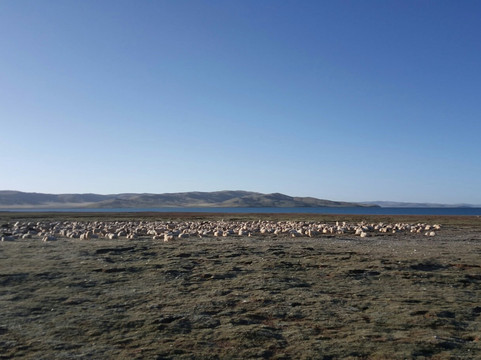 鄂陵湖-玛多县必去景点