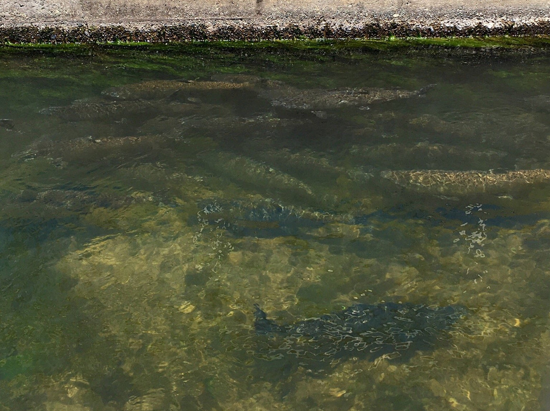 Feather River Fish Hatchery景点图片