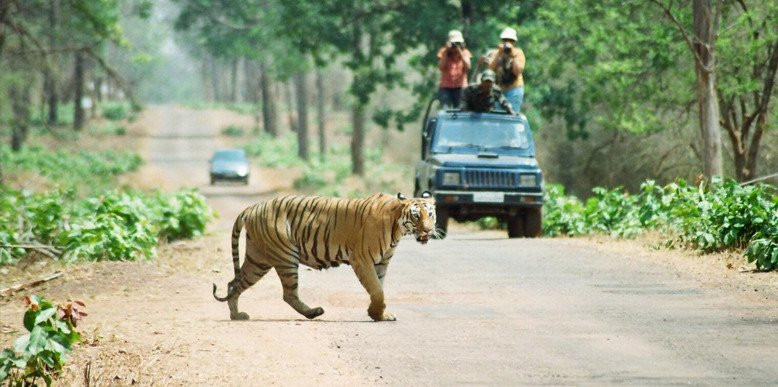 Wild Earth Safari景点图片