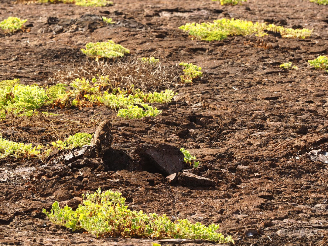 Darwin Trail-Genovesa必去景点