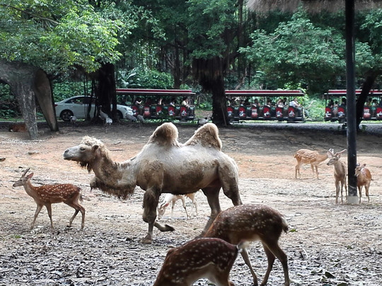 长隆旅游度假区-广州市必去景点