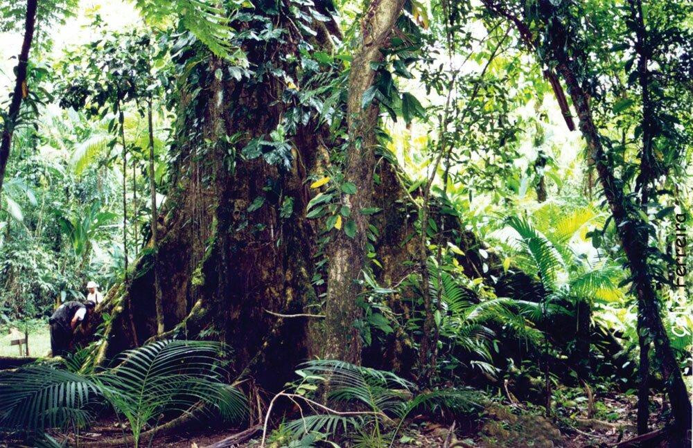 Trilha da Figueira-Sete Barras必去景点