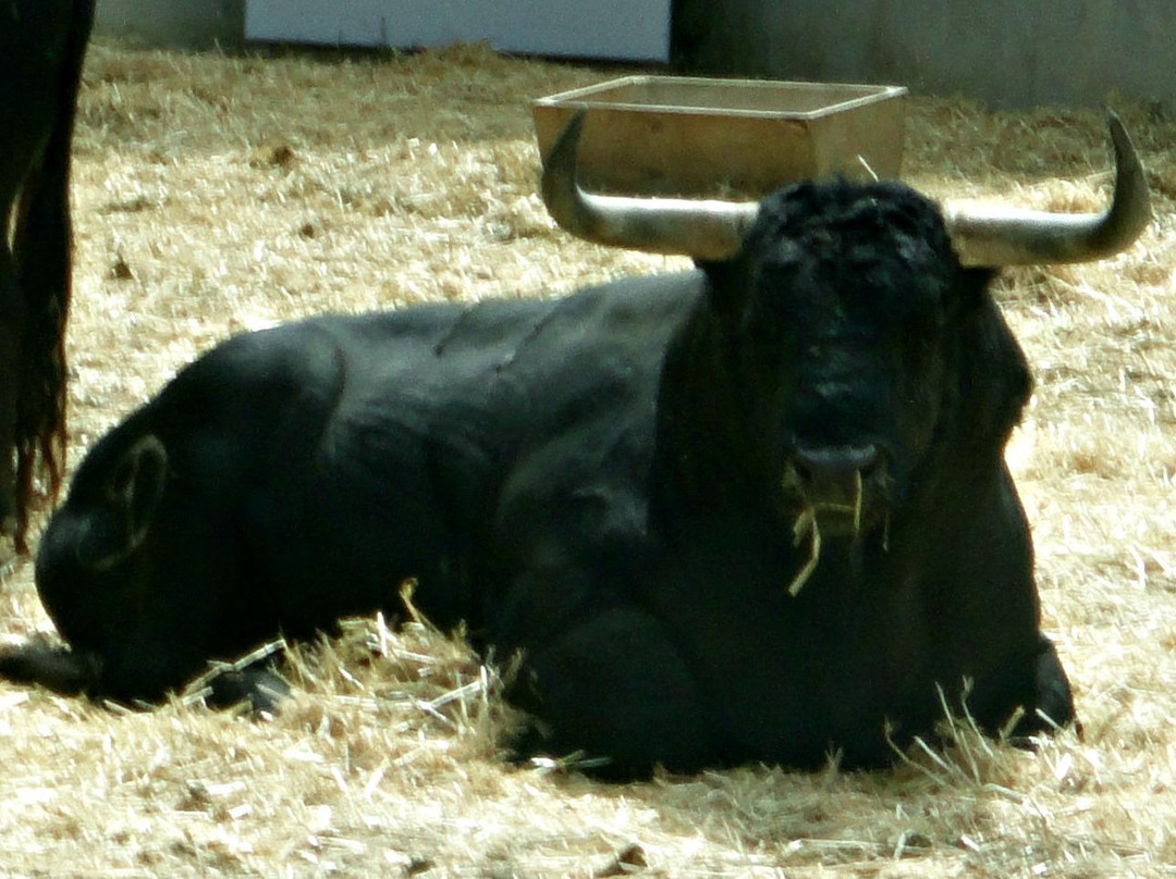 Corrales del Gas-潘普洛纳必去景点