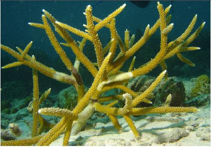 Rock Islands Santuaries-Ambalangoda必去景点