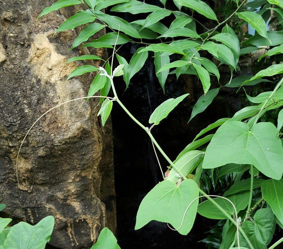 Jardin Botanique de Neuchatel-纳沙泰尔必去景点
