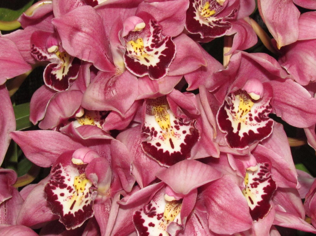 Deorali Orchid Sanctuary景点图片