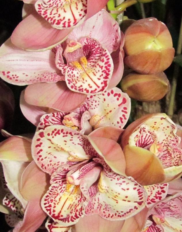 Deorali Orchid Sanctuary景点图片