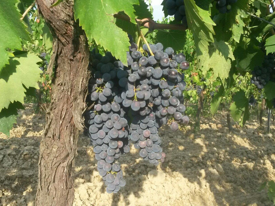 Tenuta Barbadoro景点图片