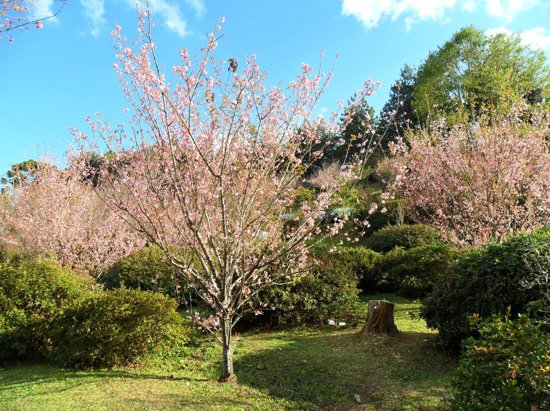 Parque das Cerejeira景点图片