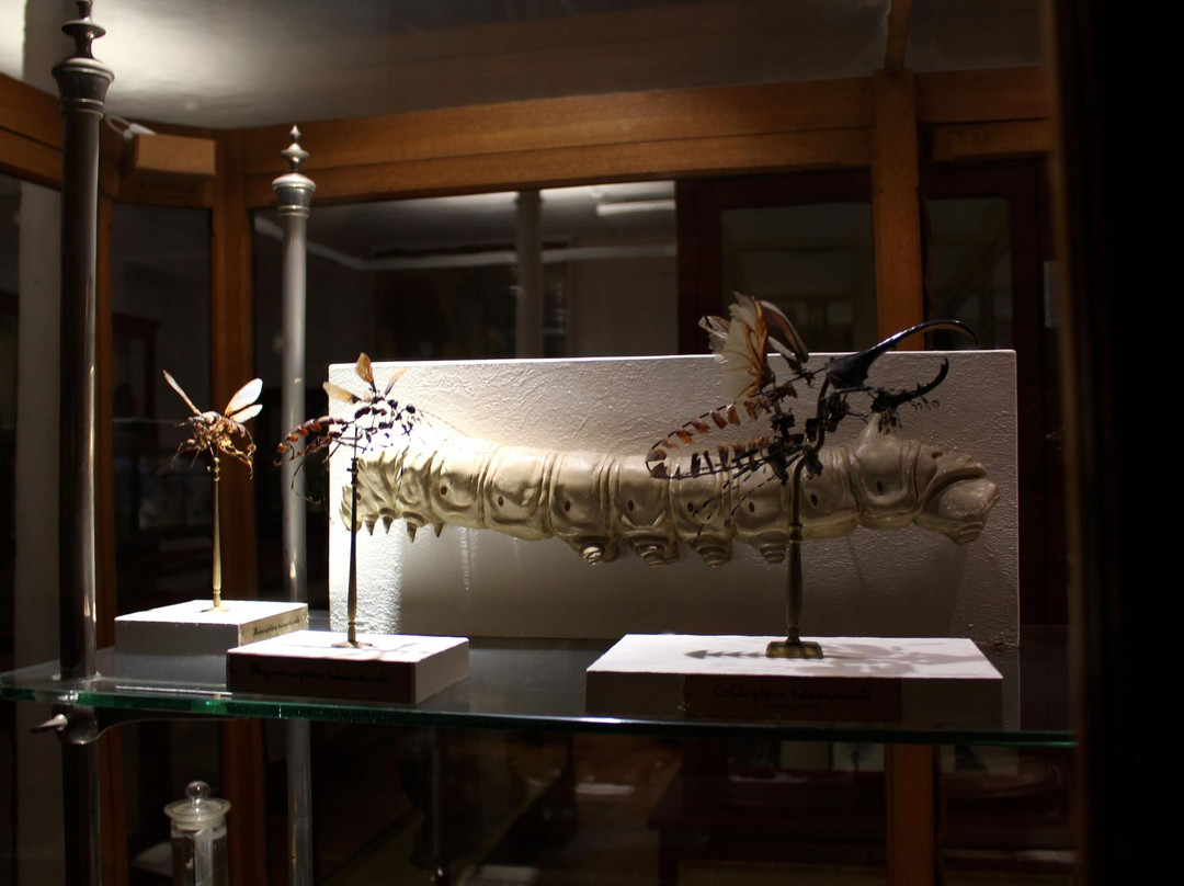 Muséum de Rouen景点图片
