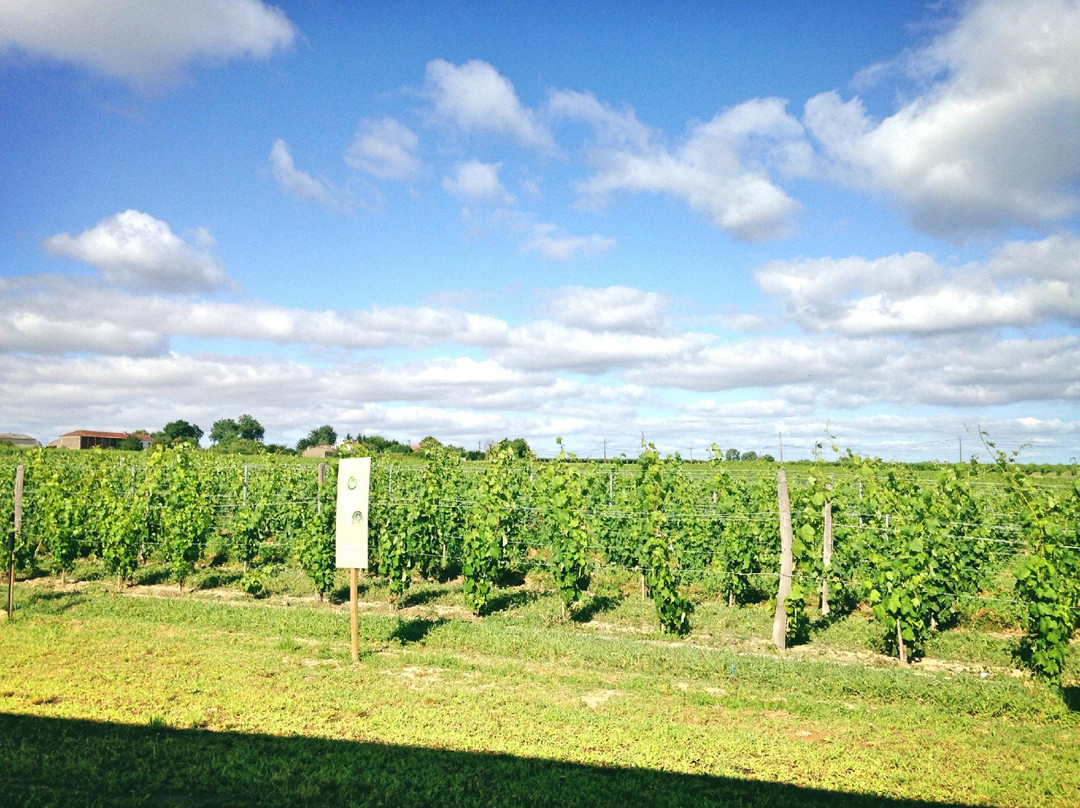 Les Vignerons de Tutiac景点图片
