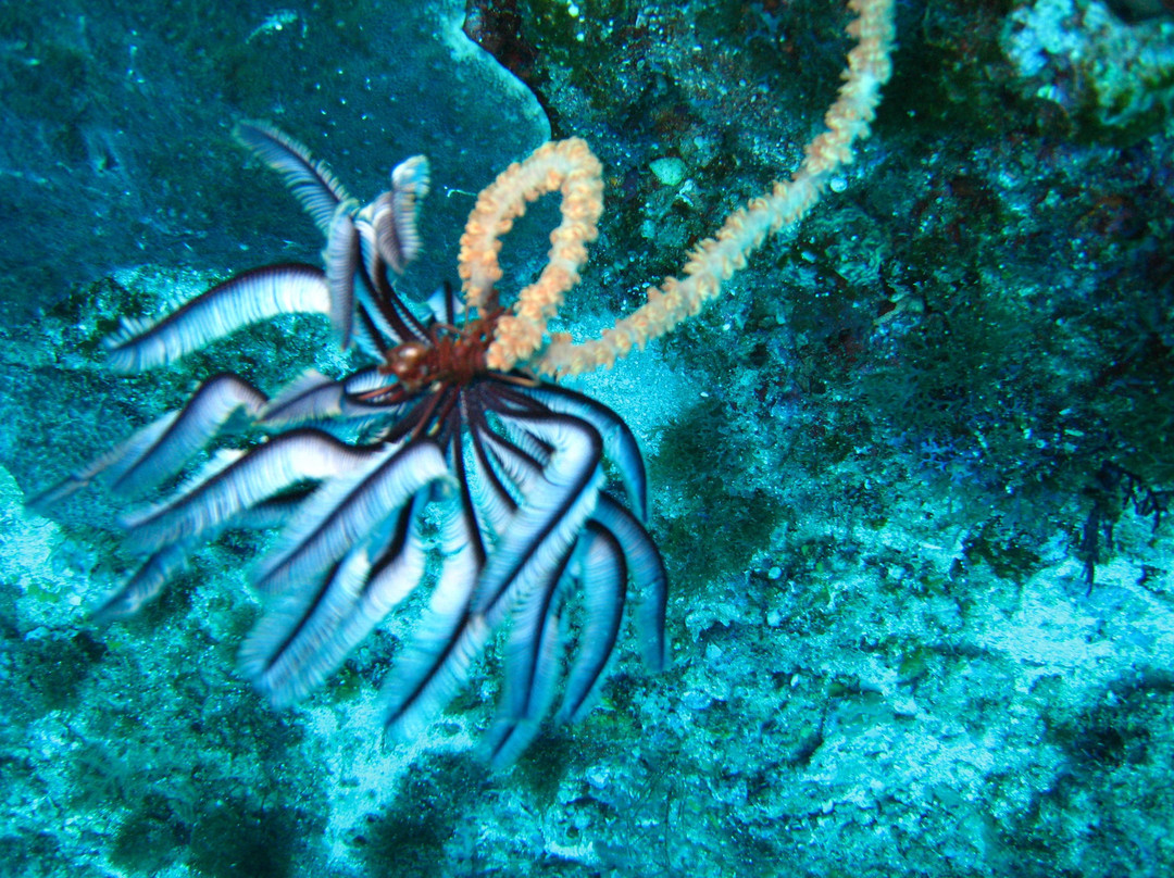 Sea Escapes Sodwana Bay-索德瓦纳必去景点