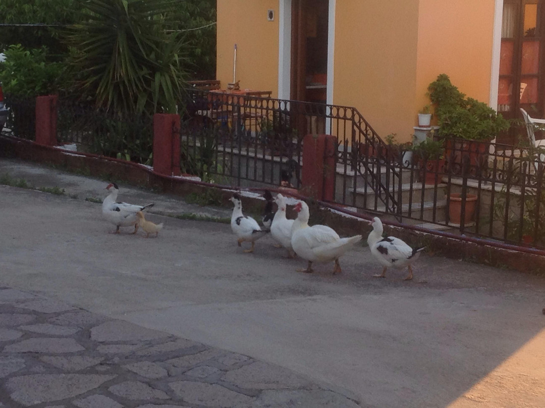 Temple of Messon-Lesbos必去景点