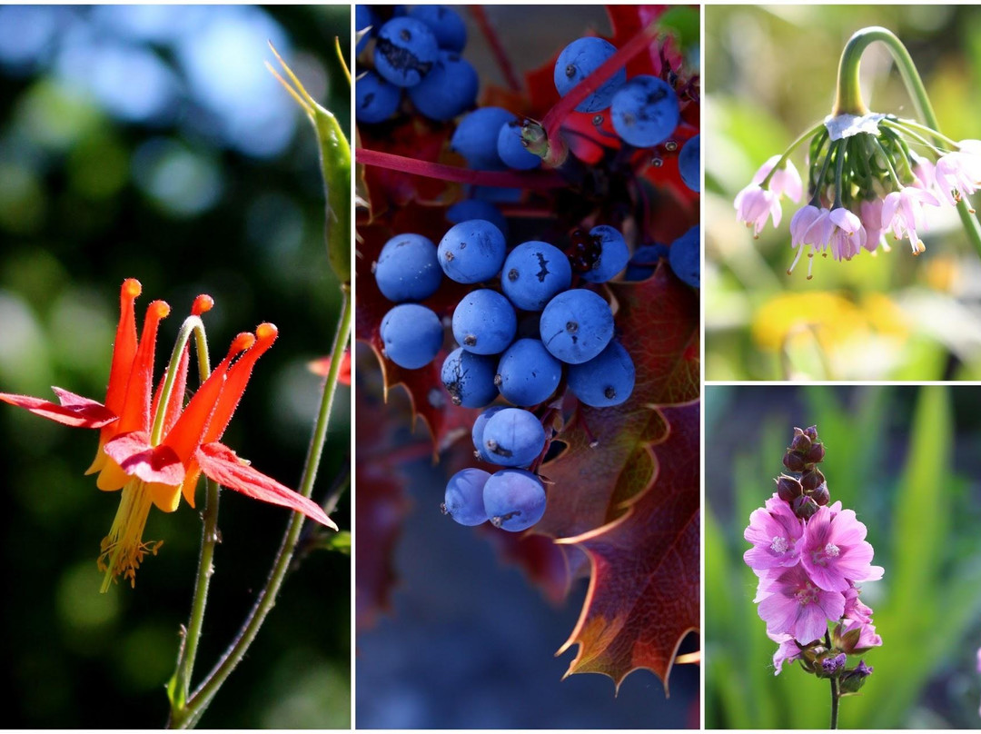 Fernhill Wetlands Park-Forest Grove必去景点