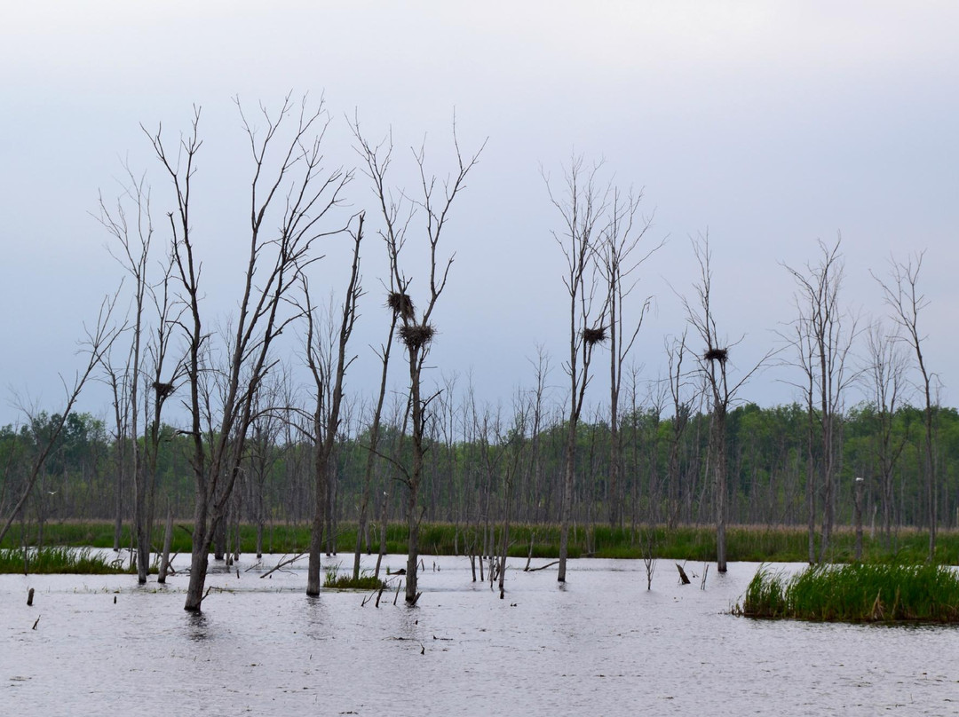 Matchedash Bay Provincial Wildlife Area景点图片