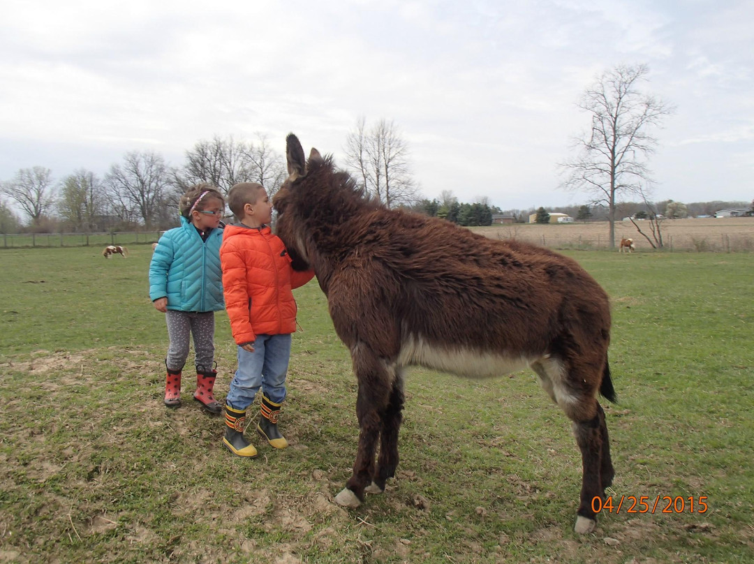 Sunrise Animal Sanctuary-马里斯维尔必去景点