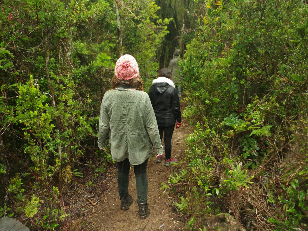 Parque Nacional Alerce Costero-Ciudad La Union必去景点