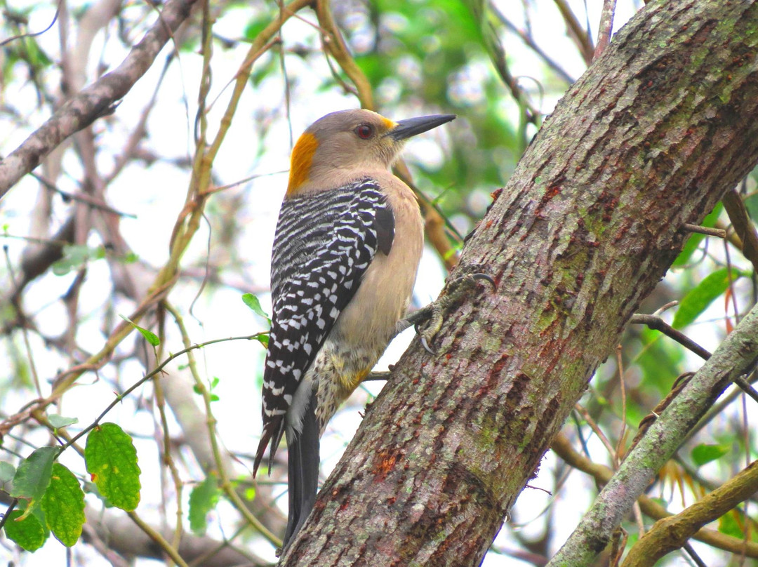 World Birding Center-Harlingen必去景点