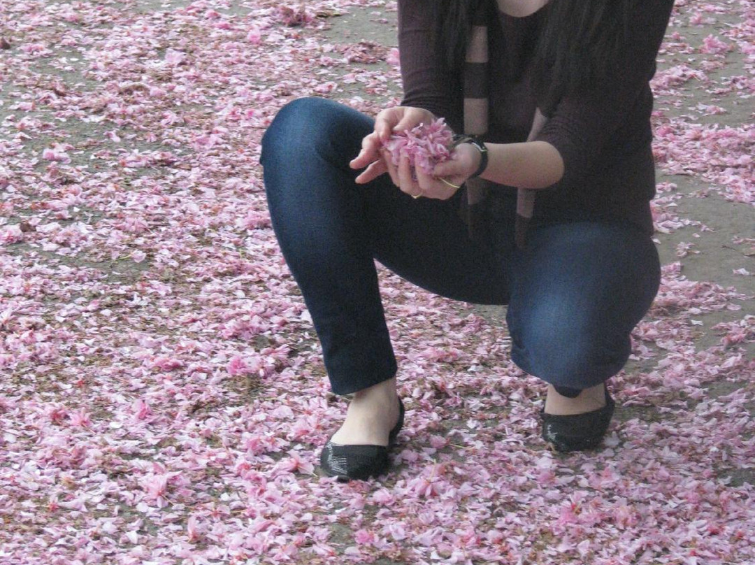 Sakura Alley-乌日霍罗德必去景点