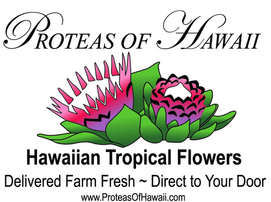 Proteas of Hawaii-库拉必去景点
