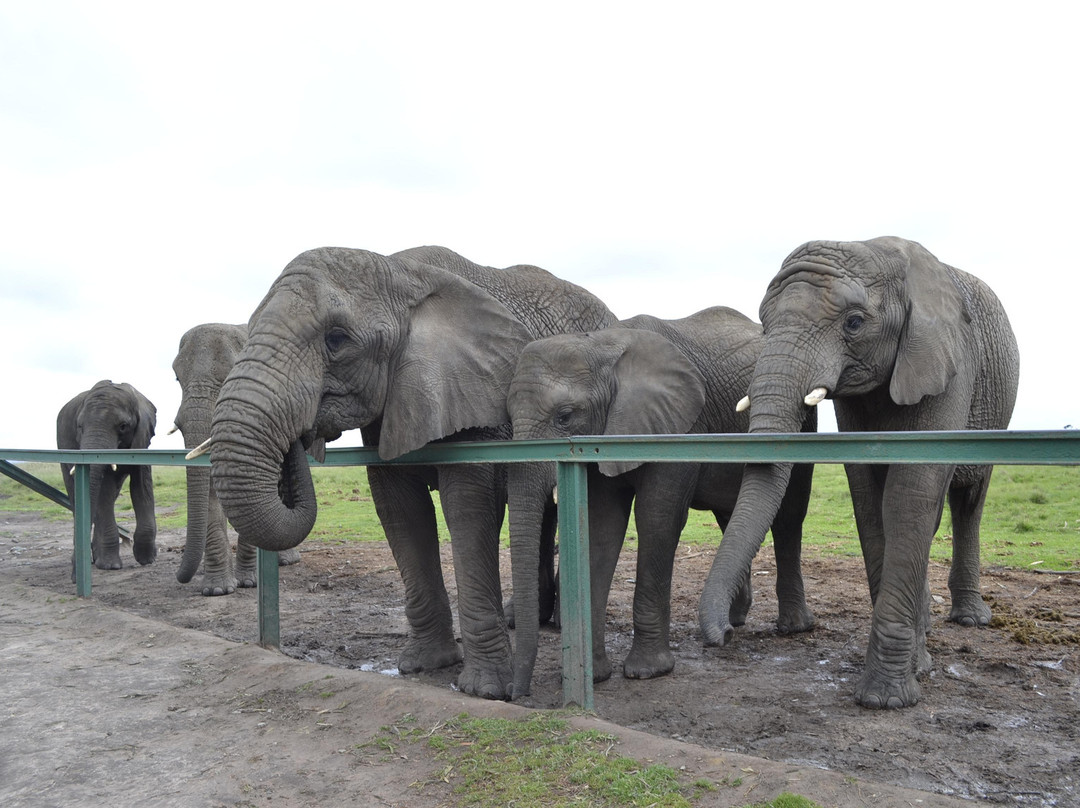 Elephant Sanctuary The Crags-The Crags必去景点