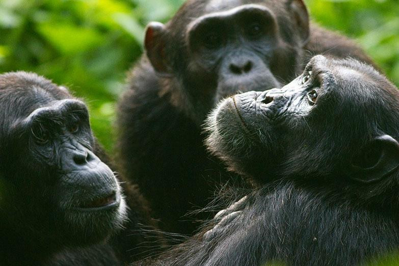 Kibale Forest National Park景点图片