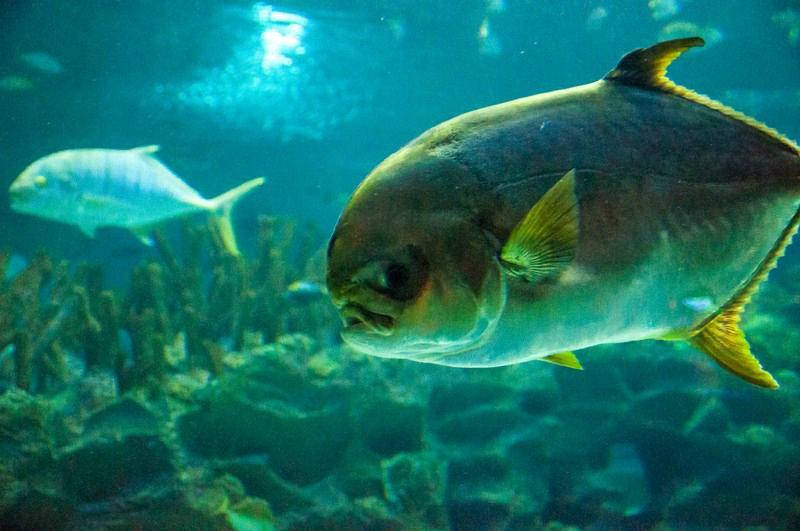 吉隆坡城中城水族馆-吉隆坡必去景点