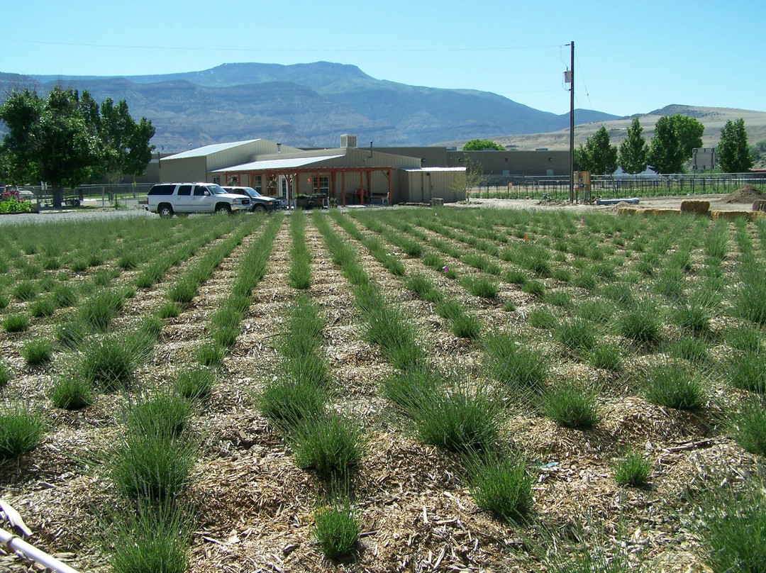 Sprigs & Sprouts Lavender Farm-Palisade必去景点